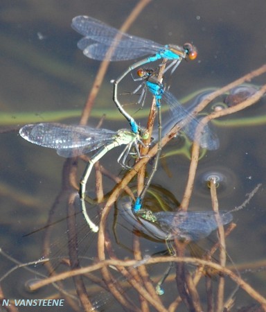 Erythromma viridulum